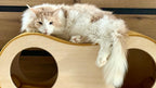 Catnook Big