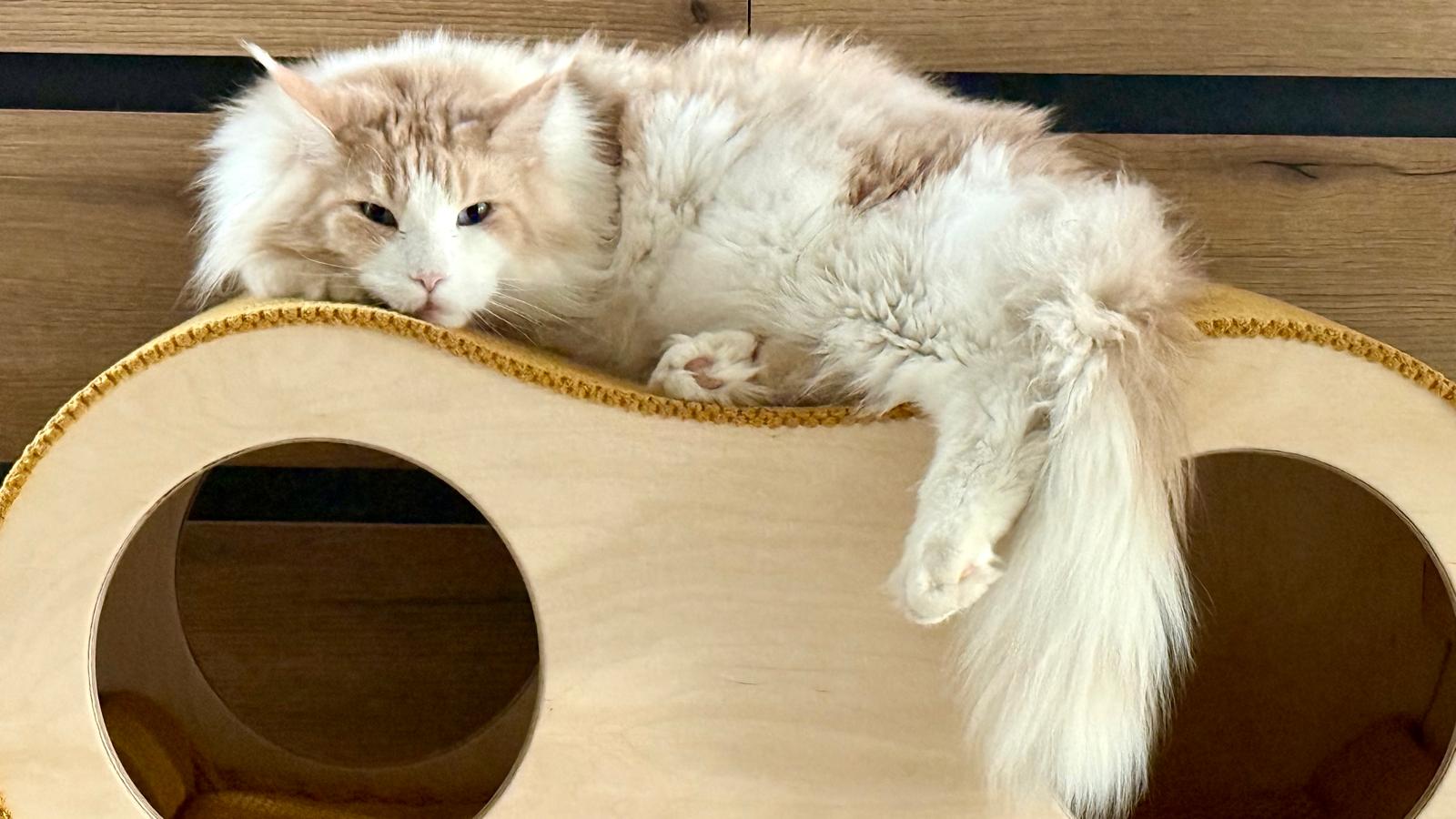 Catnook Big