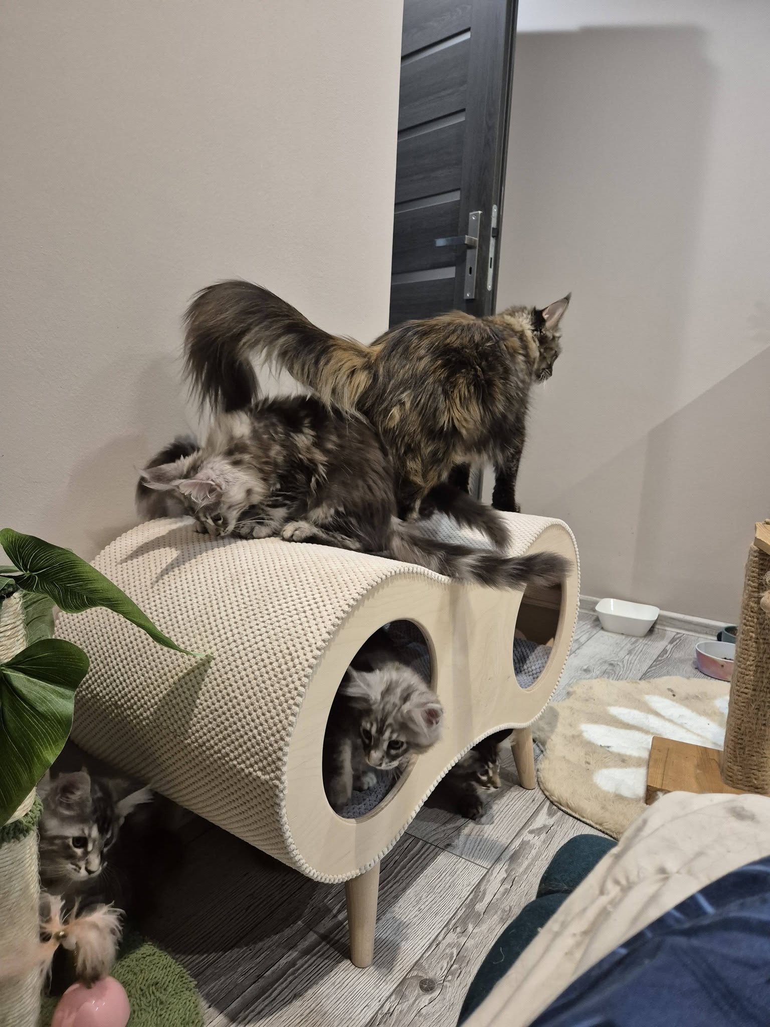 Catnook Big