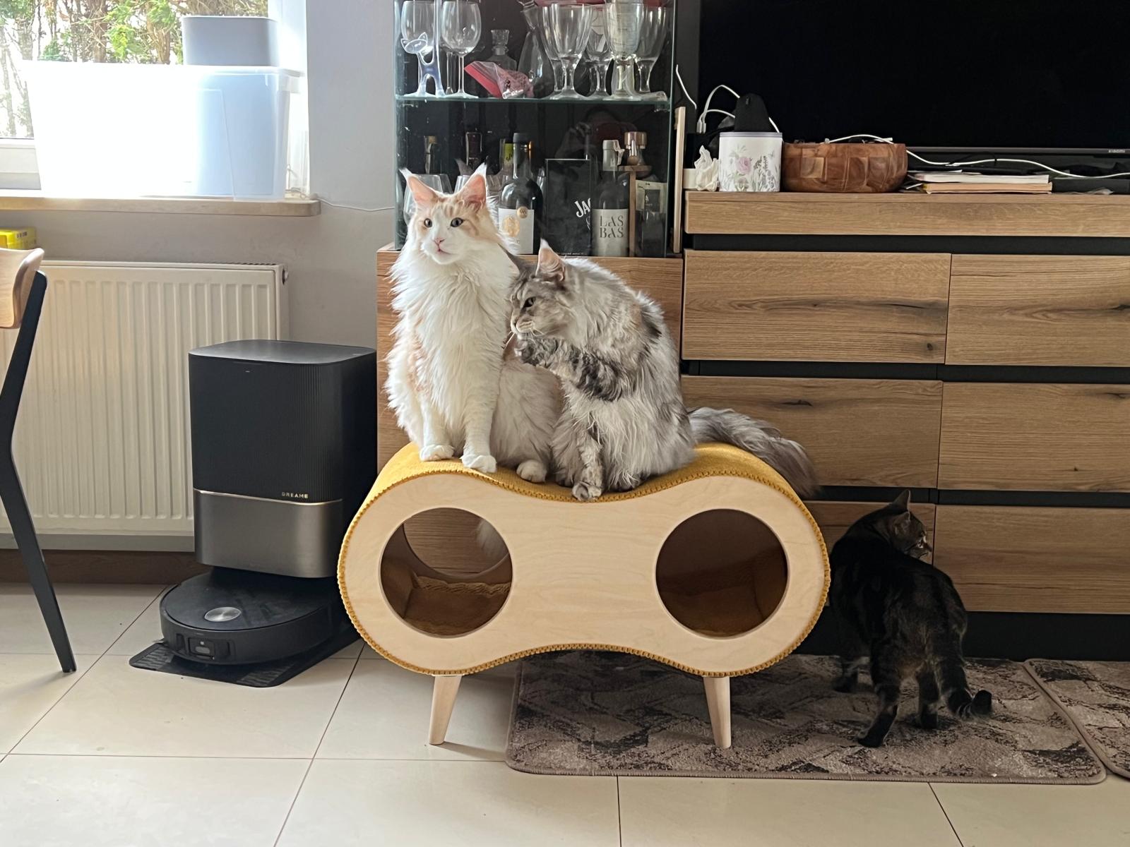Catnook Big