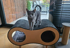 Catnook Big
